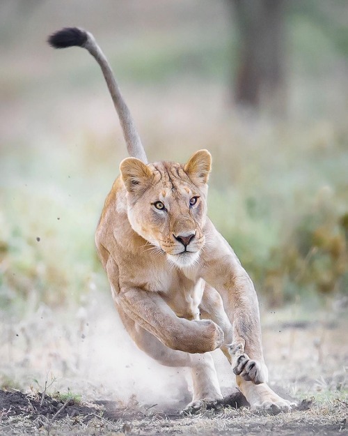 beautiful-wildlife:
“ Focused! by © wim_van_den_heever
Lake Ndutu, Tanzania
”