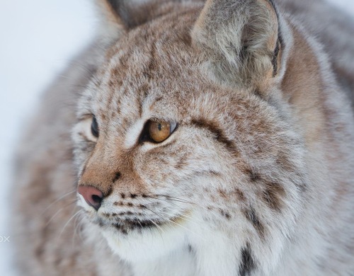 Lynx by © Cecilie Sønsteby
