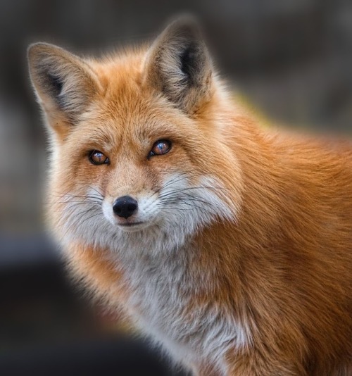 Fox Portrait by © Dennis Bartsch