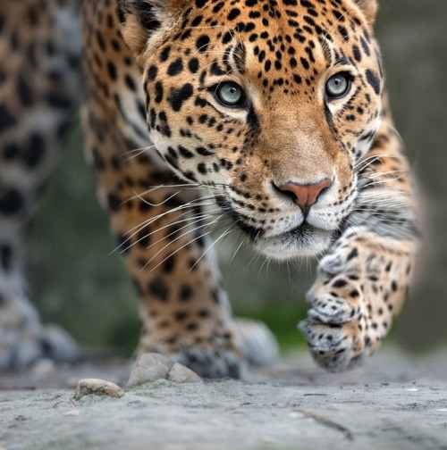 Leopard by © Dennis Bartsch
