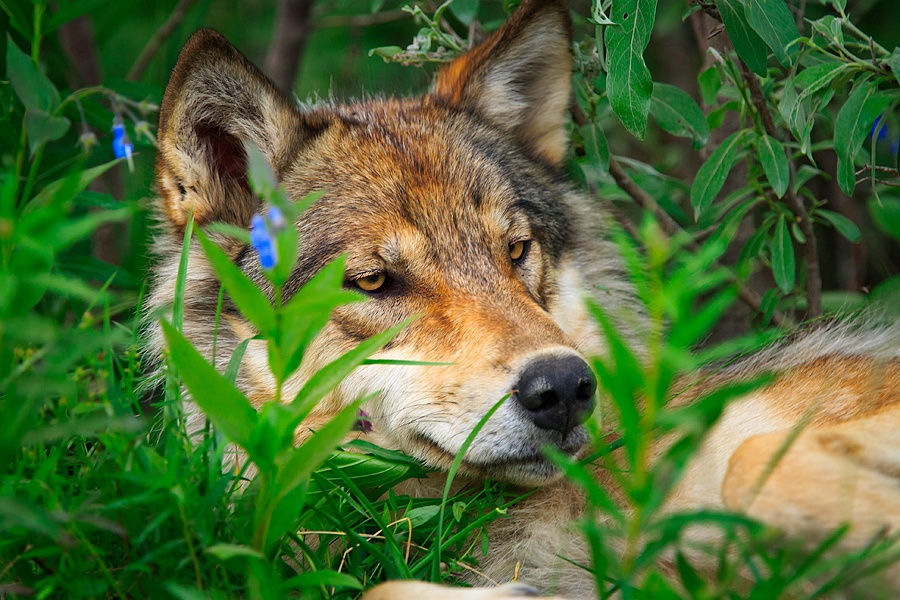 wolfsheart-blog:
“ Lounging Wolf by Elijah Goodwin  A yearling wolf from the Toklat pack lounges near the road, Denali National Park, Alaska
”