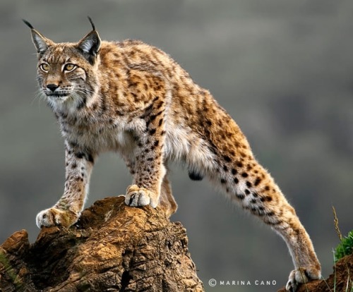 Lynx by © Marina Cano
