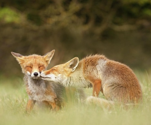 Foxy Love Series - Kiss by © Roeselien Raimond