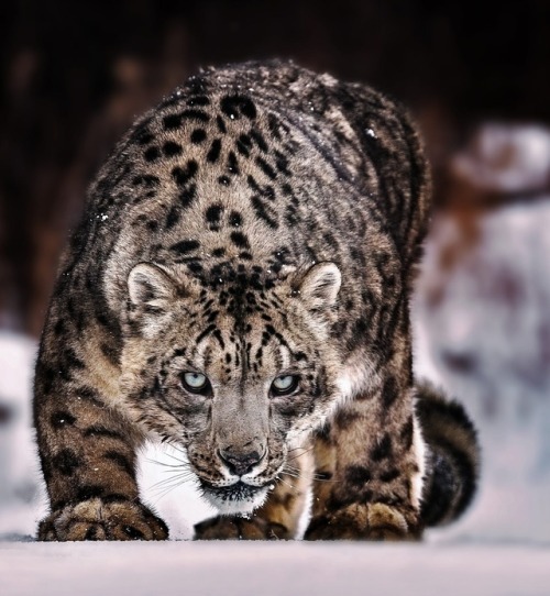 About to Pounce … by © Paul Keates