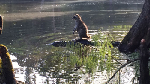 raccoon riding alligator