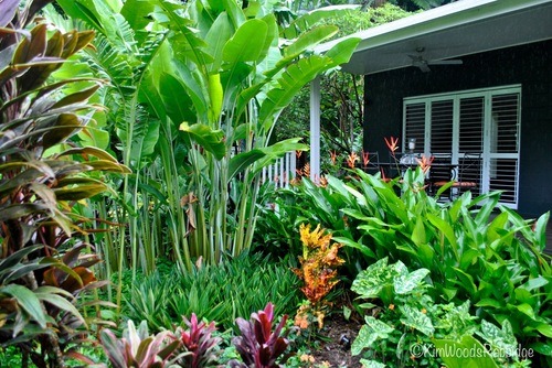 Our Australian Gardens — Tabu: Tropical Paradise in Cairns ...