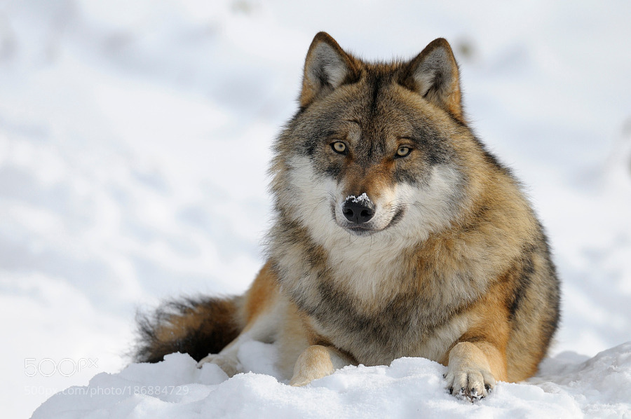 superbnature:
“Wolf, Bavarian Forest National Park, Bavaria, Germany by Radius_Images
”