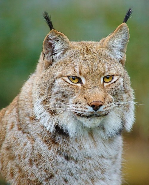 The Lynx by © Gérard CHATENET