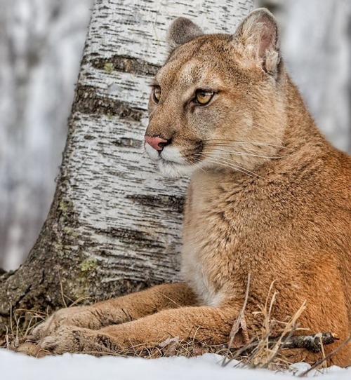 Mountain Lion by © cjm_photography