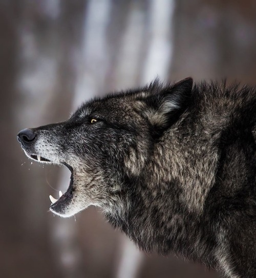 Black Timber Wolf by © cjm_photography