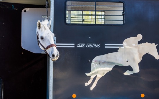 cheval de saut d'obstacles dans un van