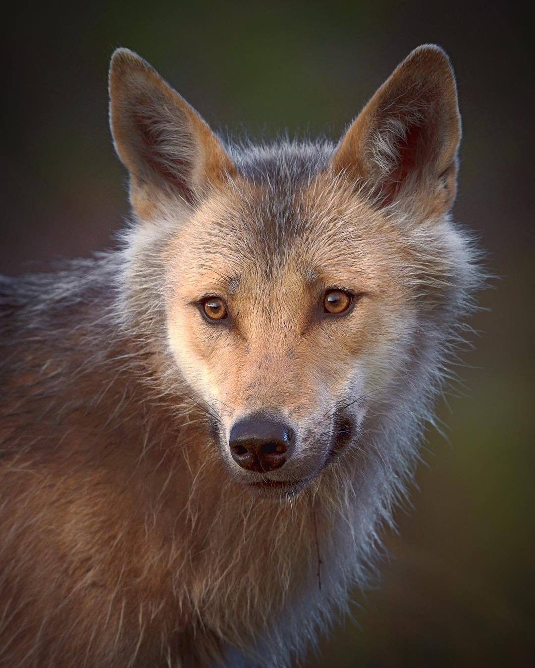 wolfsheart-blog:
“ Grey wolf (canis lupus) portrait by Niko Pekonen
”