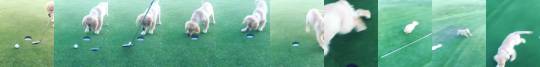 sexwitsockson: dog-rates: It’s always a hole in one when you have a puppy to help. 13/10  great job  HE REALLY DID THAT 👌🏽😭 