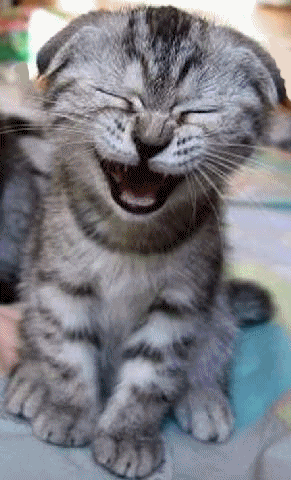 newsweek:
“ A laughing cat gif, courtesy of my grandmother. No further comment.
”
Thanks, g-ma.