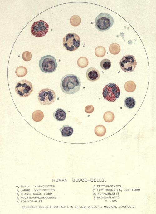 Blood cells; Erythrocytes, Leukocytes, and Platelets (thrombocytes).<br />“Normoblasts” are the immediate precursor to erythrocytes (red blood cells) - they’re essentially an erythrocyte that still maintains a cell nucleus.<br />The “transitional form” is a...