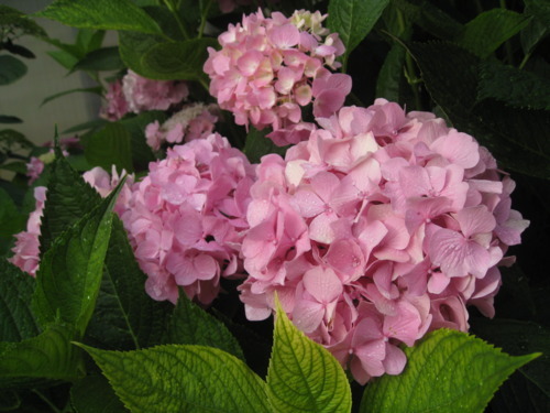 Why does a hydrangea wilt?