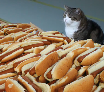 many hot dogs in front of cat