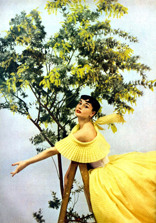 theniftyfifties: “ Audrey Hepburn wearing a yellow gown by Ceil Chapman for Harper’s Bazaar’, 1952. Photo by Richard Avedon. ”