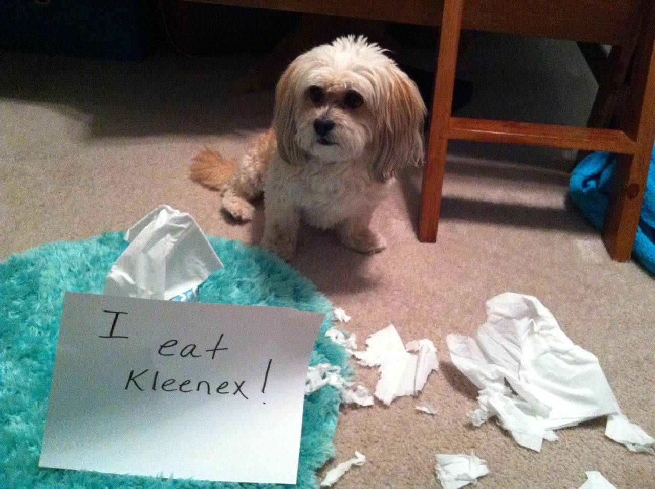 Why do dogs eat tissues?