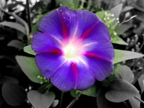 Are morning glories poisonous?