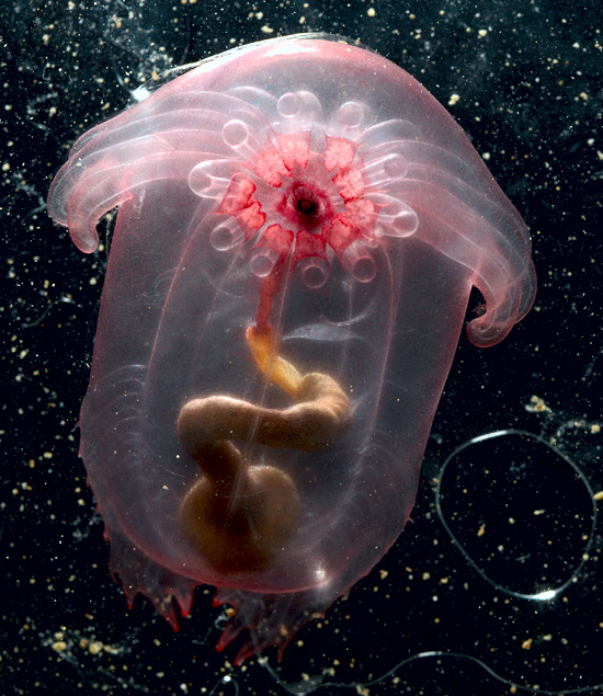 The Pink Sea-Through Fantasia (Enypniastes eximia) is a deep-sea sea cucumber (an echinoderm - related to sea stars and sea urchins). One of two species in the genus, both have evolved webbed swimming structures that allow them to move off the sea floor - an unusual adaptation for sea cucumbers. | Photographer: Laurence Madlin