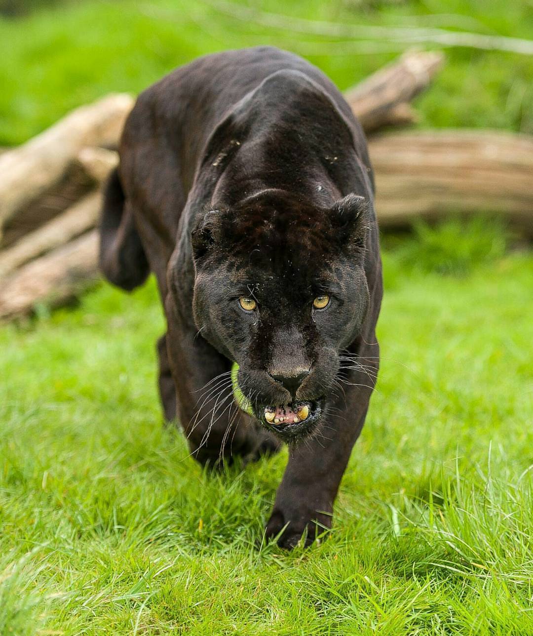 geographicwild:
“.
Black Jaguar.
Photography by © (Colin Langford).
Taken at the WHF in Kent. #wildlife #jaguarblack jaguar #WHF #Kent
”