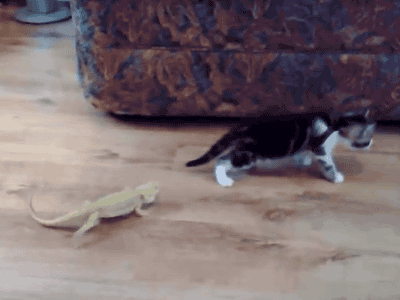 Кот и ящерицы