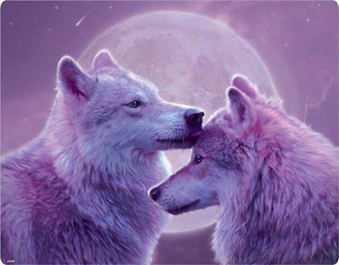 аляскинский маламут soul mate wolf в инстограме