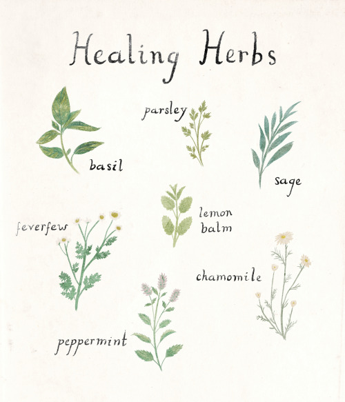 herb illustration |