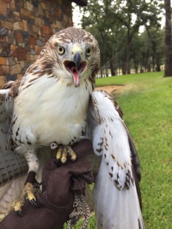 Falconry Leash Large Female Harris Hawks Female Goshawks Redtails Falcons Etc 