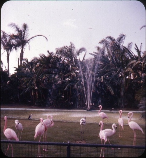 Vintage Flamingos 7