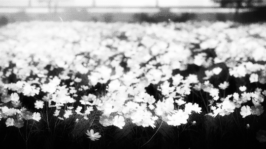 flower bloom gif | Tumblr