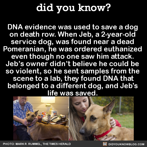 dna-evidence-was-used-to-save-a-dog-on-death-row