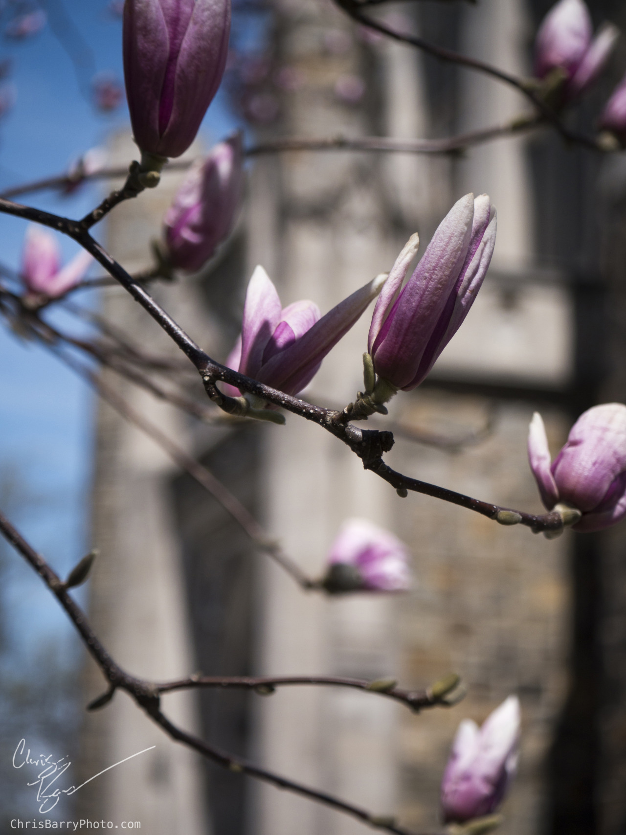 And finally magnolias in front of Linderman
