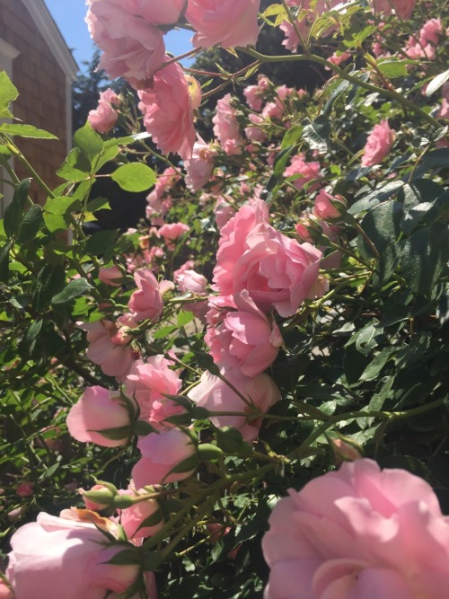rose bush | Tumblr