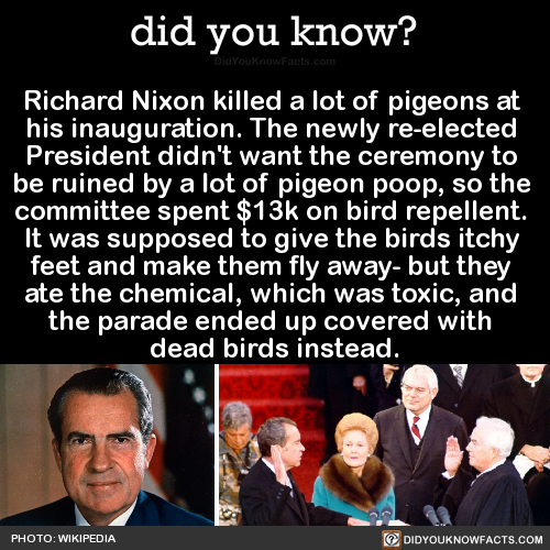 richard-nixon-killed-a-lot-of-pigeons-at-his