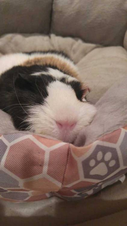 Do guinea pigs close their eyes when they sleep?