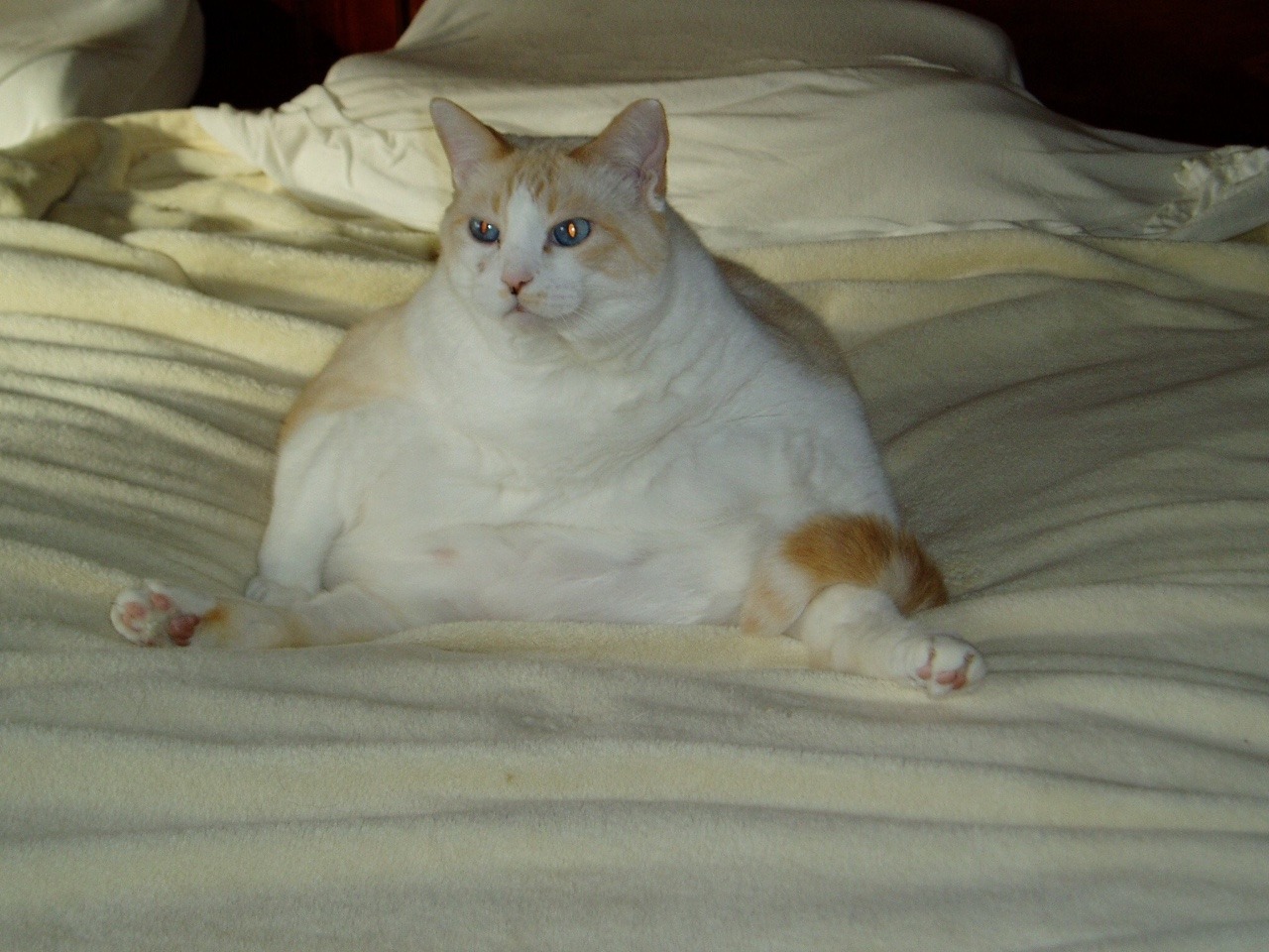 Fat Cat Pics 12