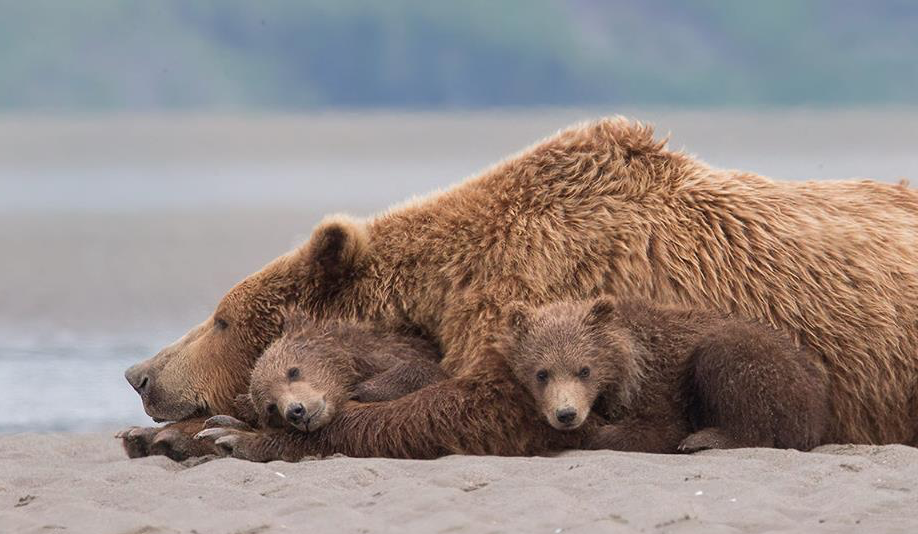 its–all–g00d:
“mama bear and her cubs photographed by tin man lee from alaska’s katmai national park.
”