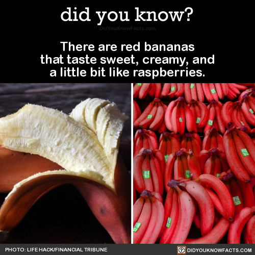 there-are-red-bananas-that-taste-sweet-creamy