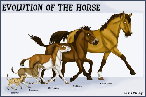 Image result for horse evolution tree
