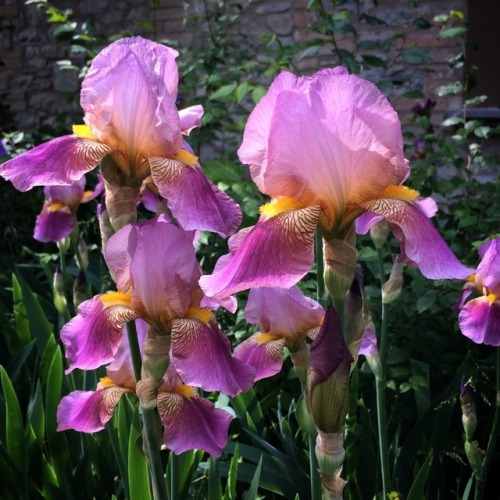 Gli iris germanica fioriti vicino a casa.