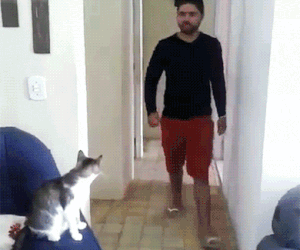 funny cat high five gif