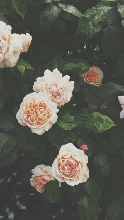 floral backgrounds | Tumblr