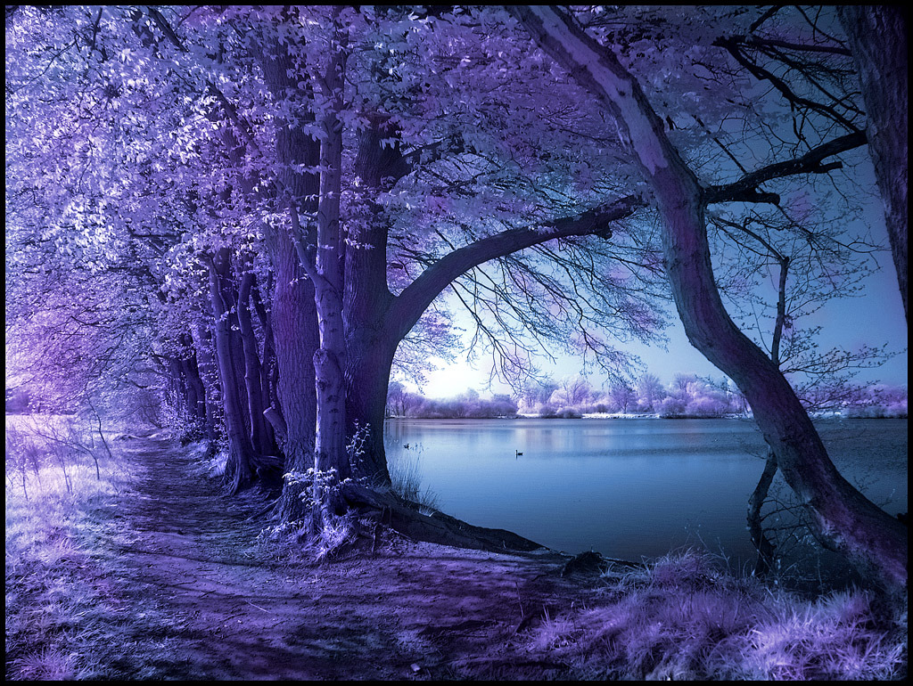 coiour-my-world:
“ Infrared photo.
Wolni Lake in the North-West of Hamburg by Michi Lauke
”
An oasis for me
Under a purple tree.
Leaves fan my tired face
Far from the human race.
The view takes me away
Where the happy can play.
I close my heavy...