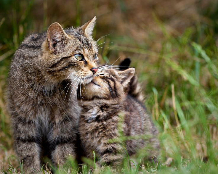 pagewoman:
“Scottish wildcat and kitten
”