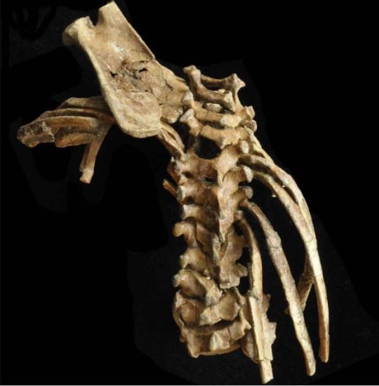 Intact Spine of Hominin Toddler Revealed for 1st Time