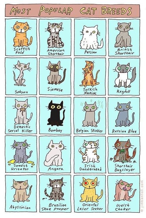 Gah! Which breed would I want most??