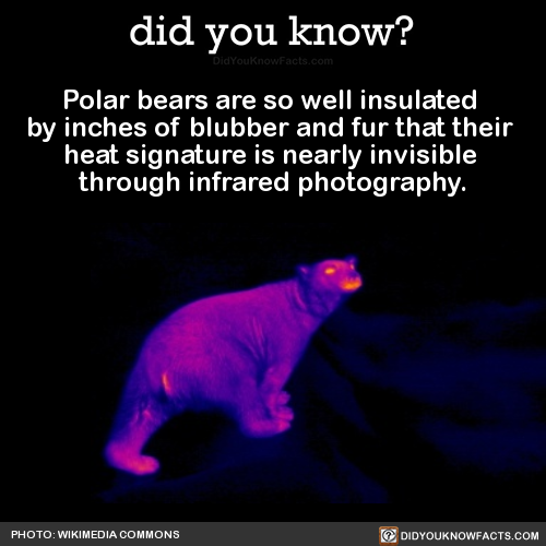 polar-bears-are-so-well-insulated-by-inches-of
