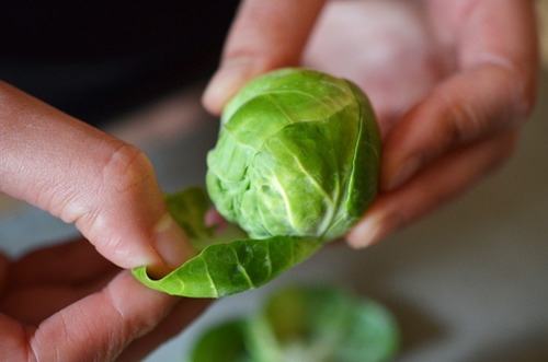 Someone peeling the outer leaves off of a Brussels Sprout